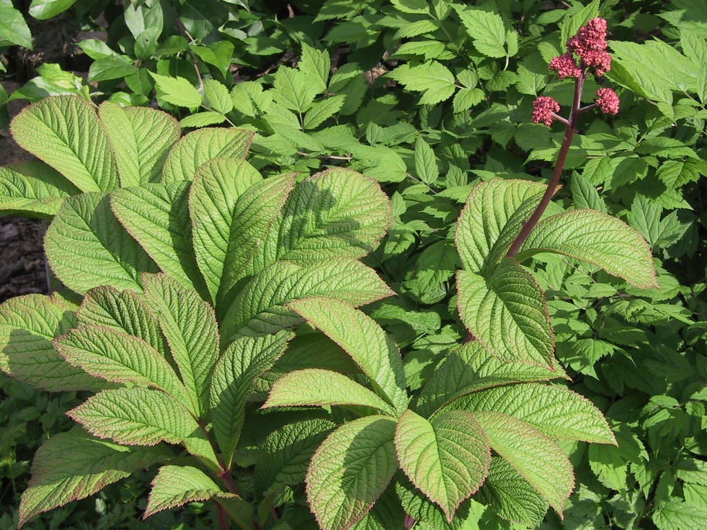 Rodgersia pinnata 02.jpg